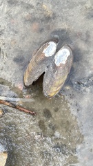 Lampsilis siliquoidea