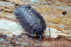 Porcellio monticola