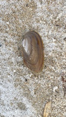 Elliptio complanata