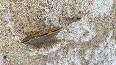 Elliptio complanata