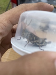 Melanoplus ponderosus