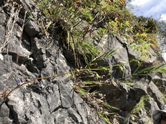 Adenophora morrisonensis