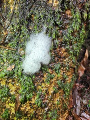 Racomitrium