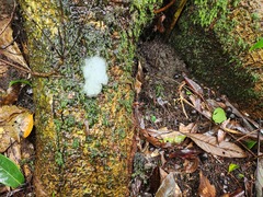 Racomitrium