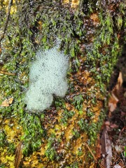 Racomitrium
