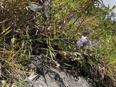 Adenophora morrisonensis