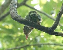 Psilopogon lineatus