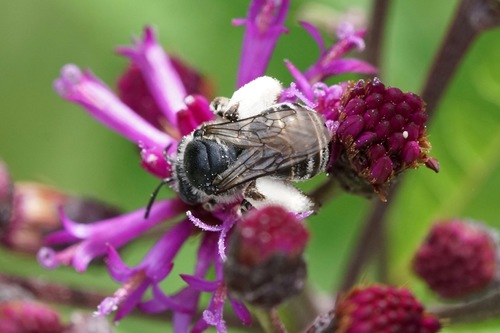 Denticulate Longhorn Bee photo 6