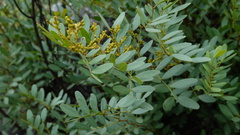 Copaifera baumiana