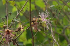 Capparis zeylanica
