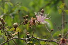 Capparis zeylanica