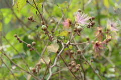 Capparis zeylanica