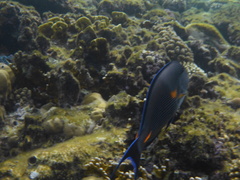 Acanthurus sohal
