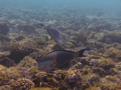 Acanthurus sohal