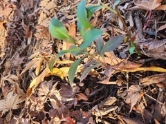 Proserpinaca palustris