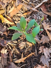 Proserpinaca palustris