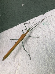 Tithonophasma tithonus