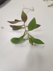 Proserpinaca palustris