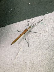 Tithonophasma tithonus