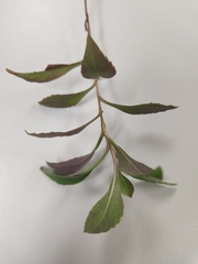 Proserpinaca palustris