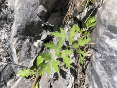 Peucedanum formosanum