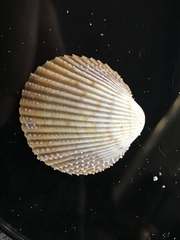 Dallocardia muricata