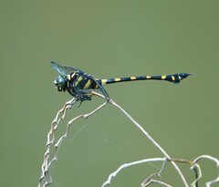 Ictinogomphus decoratus