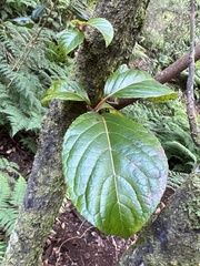 Perrottetia sandwicensis