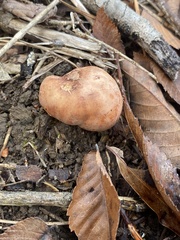 Rhizopogon