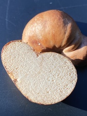 Rhizopogon