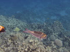 Monotaxis grandoculis