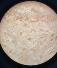 Rhizopogon