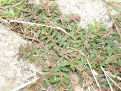 Euphorbia maculata