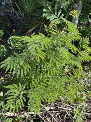 Mimosoideae