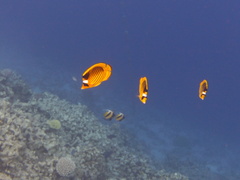 Chaetodon fasciatus