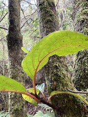 Perrottetia sandwicensis