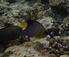 Pygoplites diacanthus