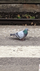 Columba livia domestica