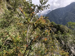 Vaccinium wrightii formosanum