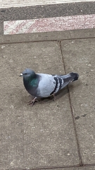 Columba livia domestica