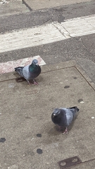 Columba livia domestica