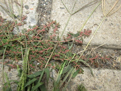 Euphorbia maculata