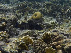 Cephalopholis argus