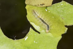 Parapoynx crisonalis