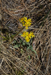 Tephroseris integrifolia