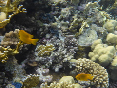 Pomacentrus sulfureus