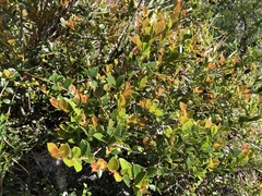 Vaccinium wrightii formosanum