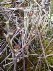 Cladonia cornuta