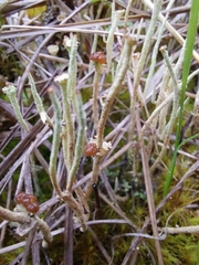 Cladonia cornuta
