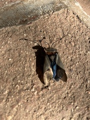 Pachylis nervosus
